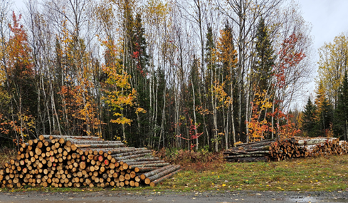 Agence de vente de bois de sciage et déroulage